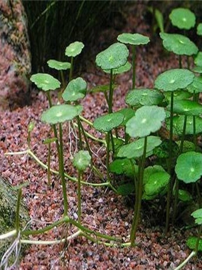 Hydrocotyle verticillata